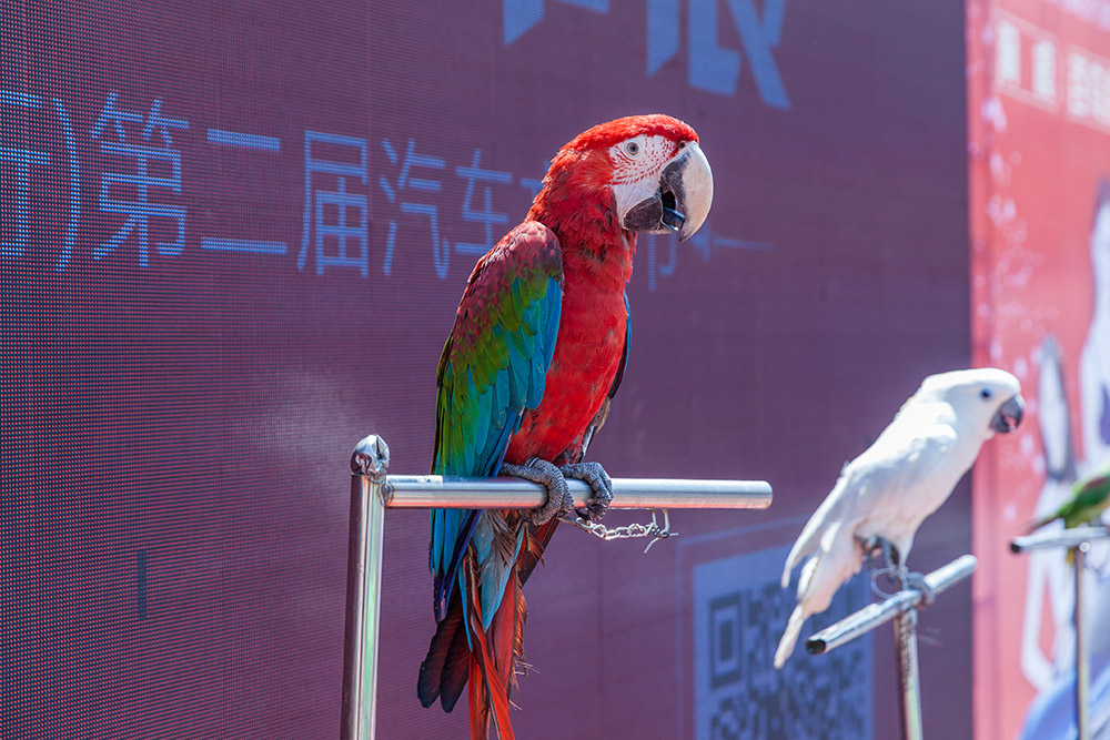 【車展第一天】遇到那個TA，放棄蘋果8......